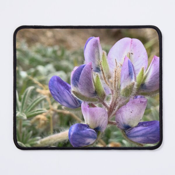 Item preview, Lupines designed and sold by Betsy Phillips.