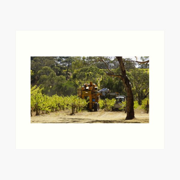 Item preview, Pinot Noir Harvest at Magpie Springs Vineyard designed and sold by MagpieSprings.