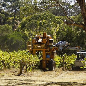 Artwork thumbnail, Pinot Noir Harvest at Magpie Springs Vineyard by MagpieSprings
