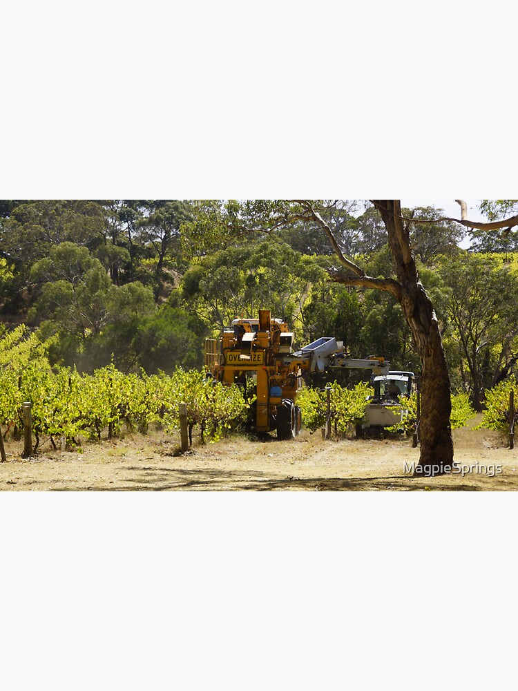 Thumbnail 3 of 3, Sticker, Pinot Noir Harvest at Magpie Springs Vineyard designed and sold by MagpieSprings.