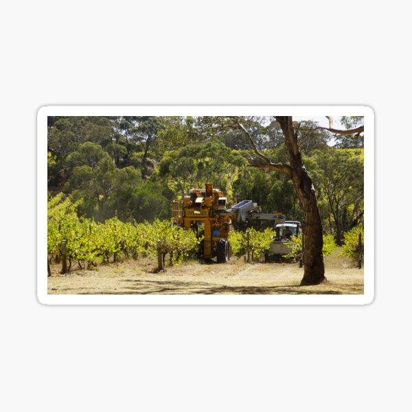 Item preview, Pinot Noir Harvest at Magpie Springs Vineyard designed and sold by MagpieSprings.