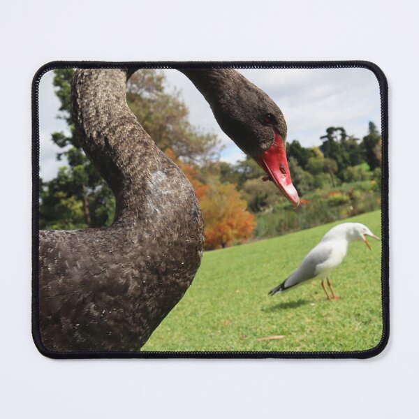 Item preview, Swan & Funny Seagull designed and sold by Lauren Elizabeth Photograhy AU.