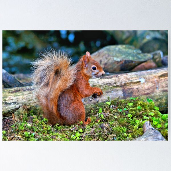 Item preview, Red Squirrel designed and sold by Theonebespoke.