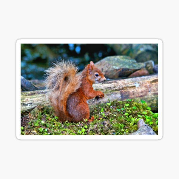 Item preview, Red Squirrel designed and sold by Theonebespoke.