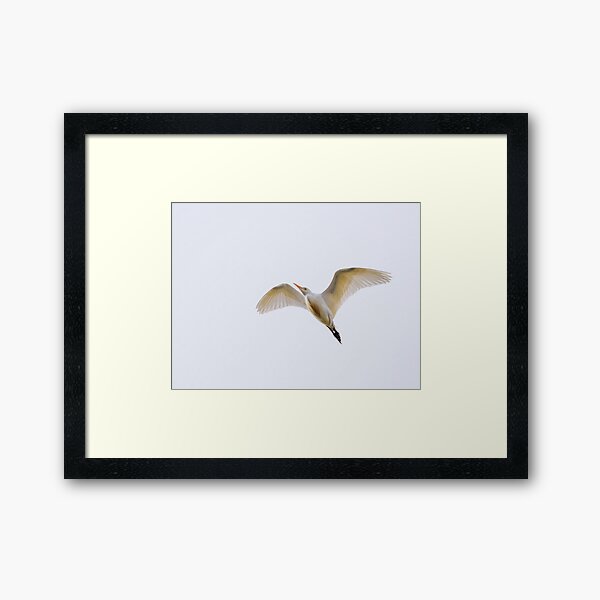 Item preview, Cattle Egret Flyby designed and sold by Ralph Goldsmith.