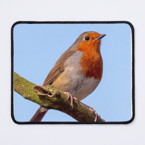 Item preview, Robin Perched on a Branch designed and sold by ADCImages.