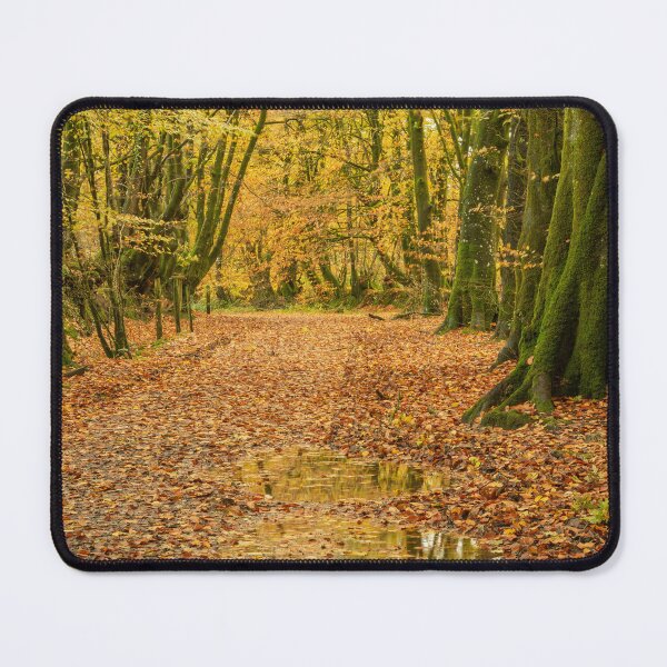 Item preview, Beech Woodland in Autumn designed and sold by Craig Joiner.