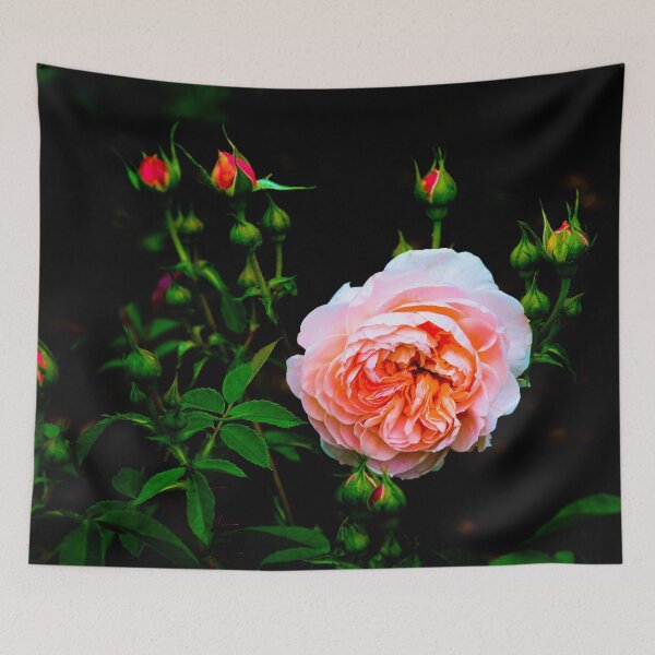 Item preview, Peach Floribunda Rose With Buds  #4 designed and sold by ginawaltersdorf.