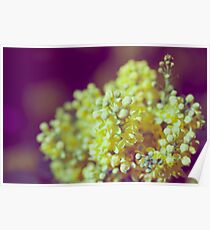 Mahonia aquifolium flower close up Poster