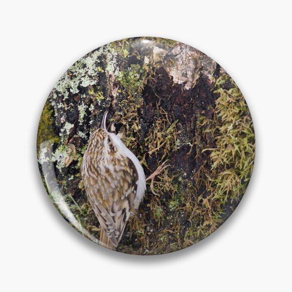 Item preview, Mosstime. Eurasian treecreeper designed and sold by Jouko Lehto Photography.