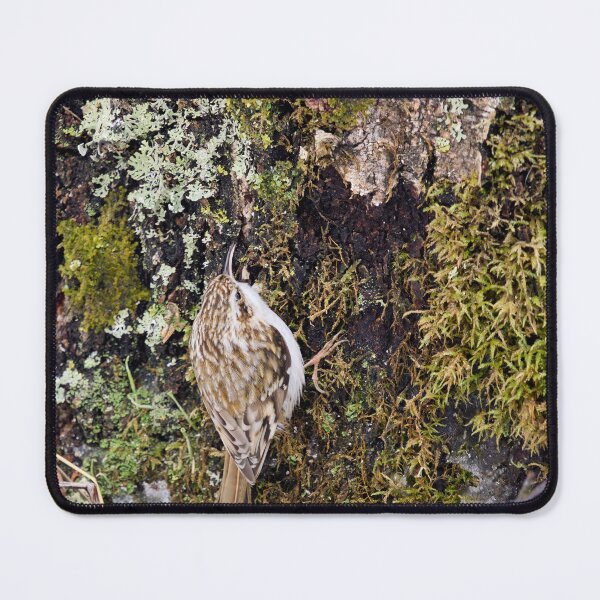 Item preview, Mosstime. Eurasian treecreeper designed and sold by Jouko Lehto Photography.