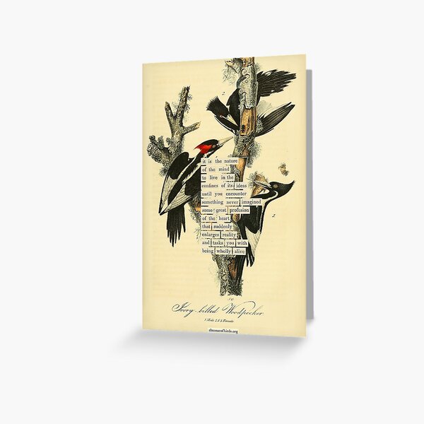 Item preview, Bird Divination: Ivory billed Woodpecker (almanacofbirds.org) designed and sold by mariapopova.