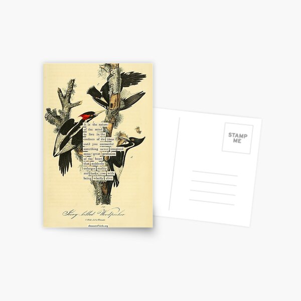 Item preview, Bird Divination: Ivory billed Woodpecker (almanacofbirds.org) designed and sold by mariapopova.