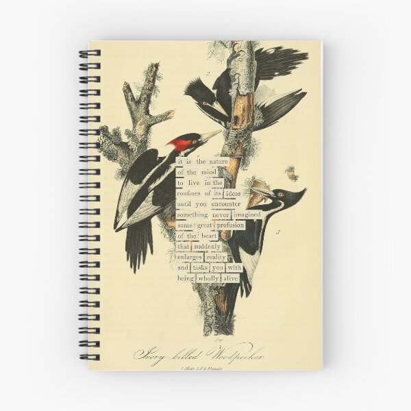 Item preview, Bird Divination: Ivory billed Woodpecker (almanacofbirds.org) designed and sold by mariapopova.