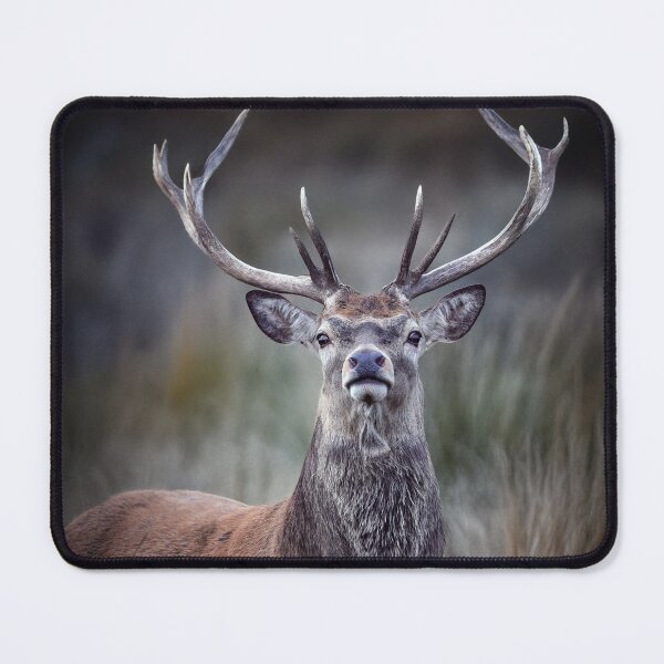 Item preview, Red Deer Stag designed and sold by Tom McPherson Photography.