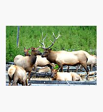 Annual Fall Rendezvous by Rob Pitzer Photographic Print