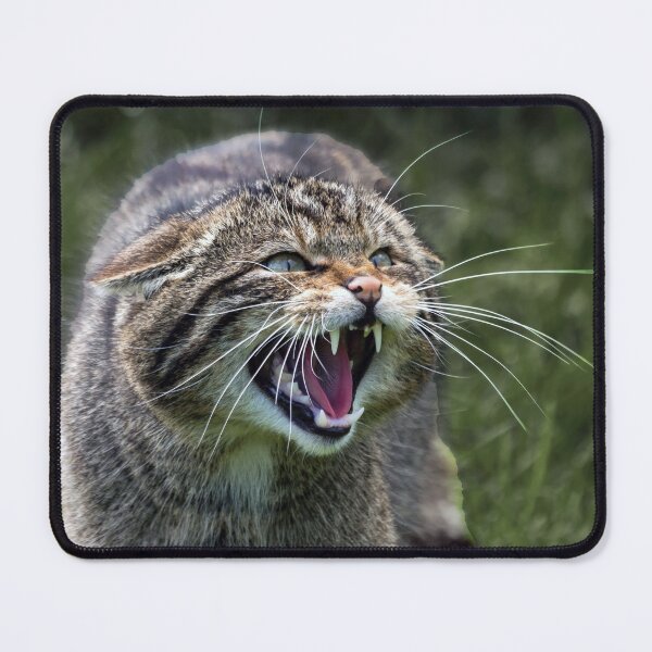 Item preview, Scottish Wildcat designed and sold by Tom McPherson Photography.