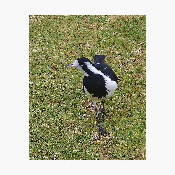 Aperçu de l'œuvre Alouette pie (Grallina cyanoleuca) créée et vendue par lezvee.