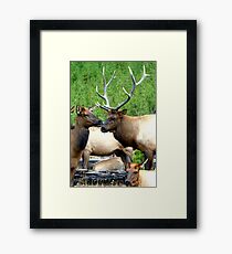 Rendezvous Royalty by Rob Pitzer Framed Print