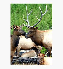 Rendezvous Royalty by Rob Pitzer Photographic Print