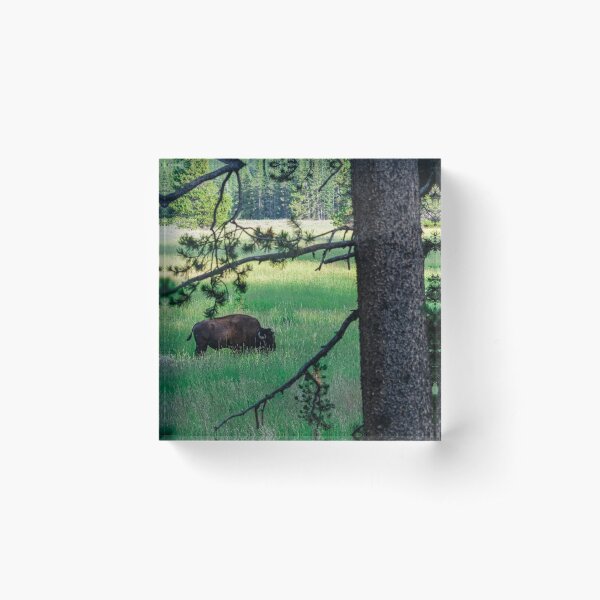 Aperçu de l'œuvre Repéré à travers les arbres créée et vendue par Gnomadic Gnomes Productions.