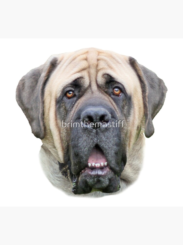 brim the mastiff