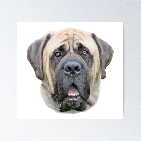 Crimson sales king bullmastiffs