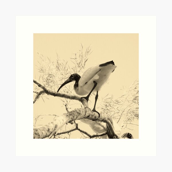 Item preview, Ibis designed and sold by BlacknWhiteAus.