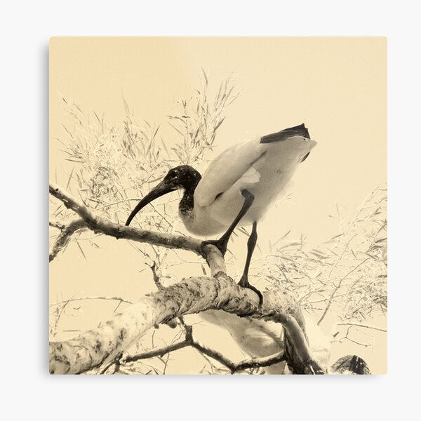 Item preview, Ibis designed and sold by BlacknWhiteAus.