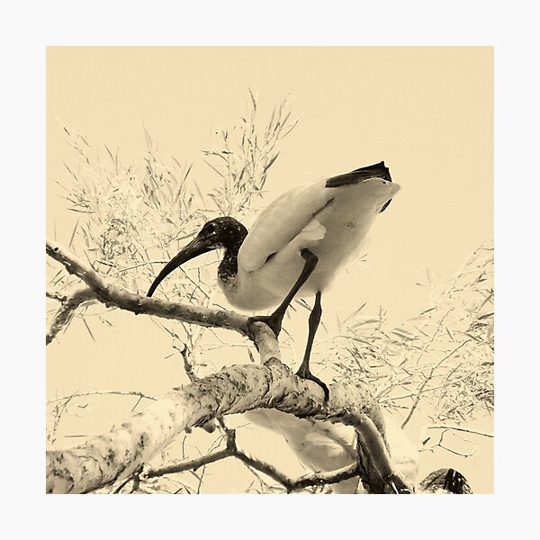 Item preview, Ibis designed and sold by BlacknWhiteAus.