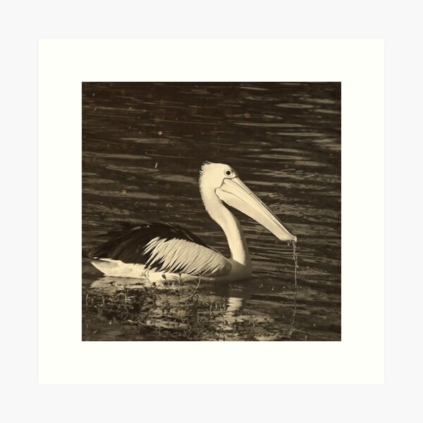 Item preview, Pelican  designed and sold by BlacknWhiteAus.