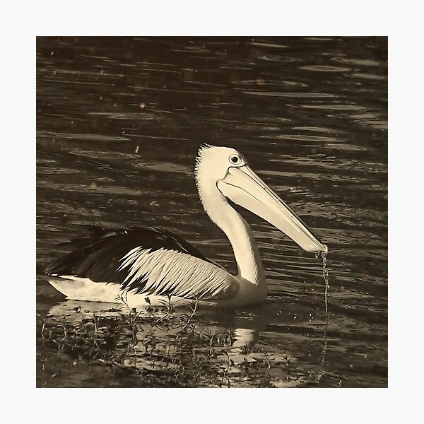 Item preview, Pelican  designed and sold by BlacknWhiteAus.