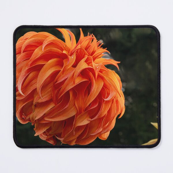 Item preview, Dramatic Orange Dahlia Close-up designed and sold by lisavonbiela.