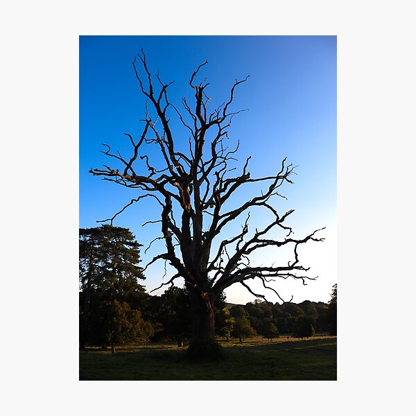 Item preview, A Tree without its leaves designed and sold by walkuponacloud.