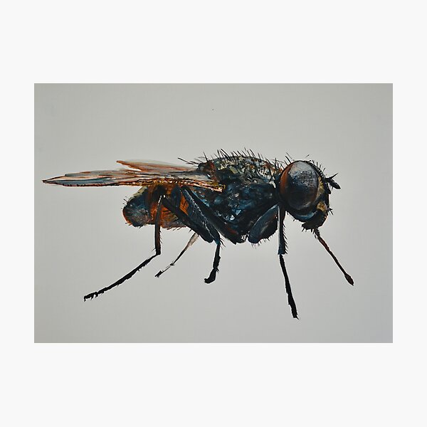 Item preview, Fly  designed and sold by Leonardo-Bogato.