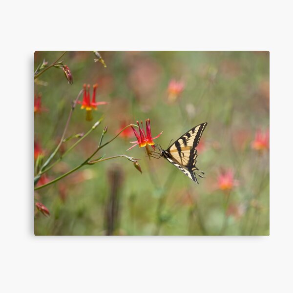 Swallowtail in Scarlet Dream Metal Print