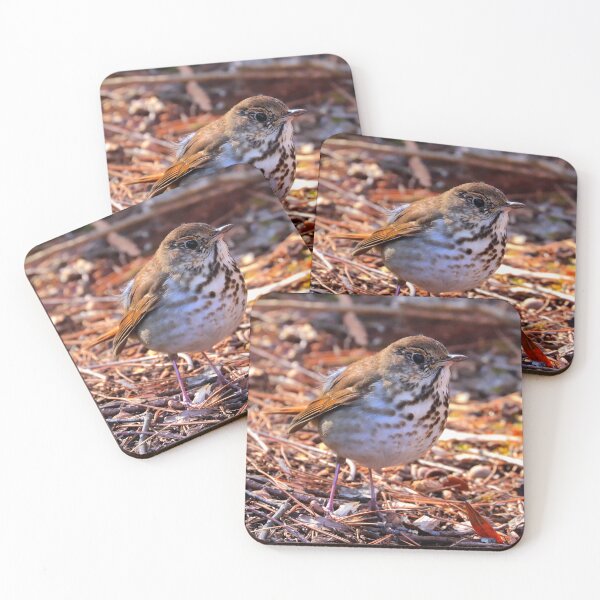 Item preview, Hermit thrush  designed and sold by Parks and X.