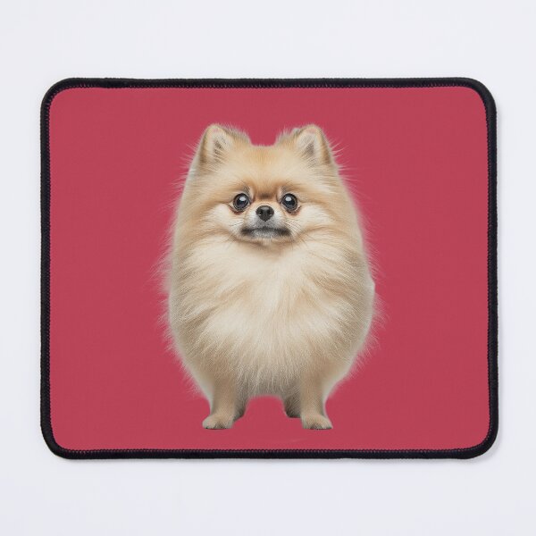 Item preview, Cream Pomeranian with big eyes and erect ears. designed and sold by FluffyGallery.