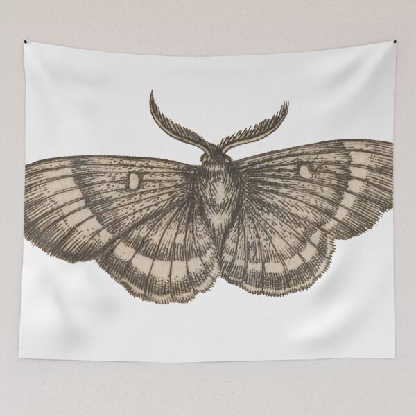 Item preview, Antique Moth Drawing, Entomology Illustration  designed and sold by HawthorneFlame.