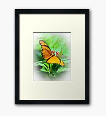 Orange Butterfly Wings Spread Framed Print