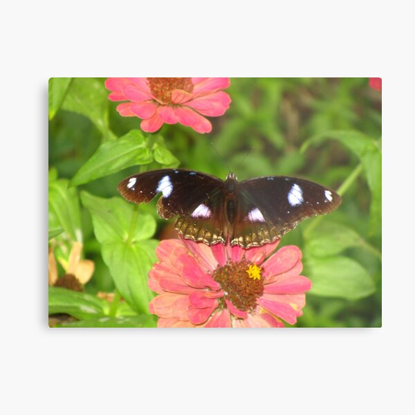 Item preview, Butterfly on Pink Zinnia Flower Close-Up designed and sold by ViperSimaYi.