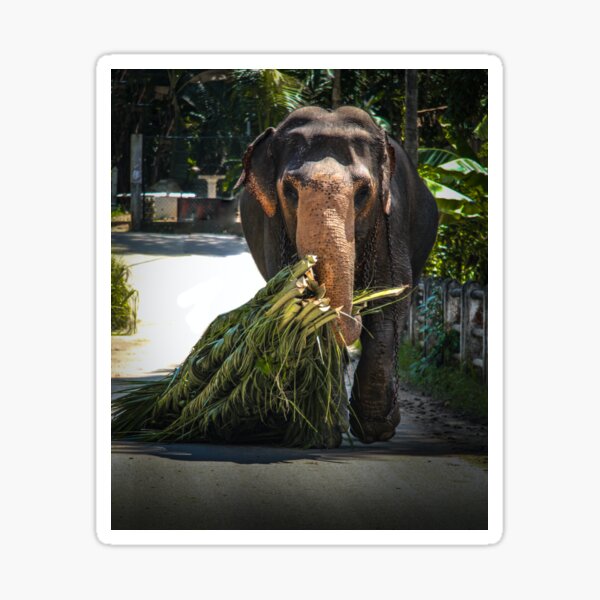 Item preview, Majestic Sri Lankan Elephant – Symbol of Strength & Grace designed and sold by abi8899.