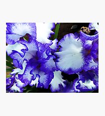 Beautiful Blue Iris Photographic Print