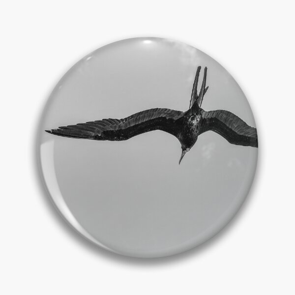 Item preview, The Male Magnificent Frigate Bird In Black And White designed and sold by Kay Brewer.