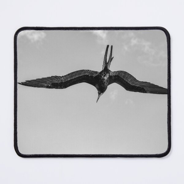 Item preview, The Male Magnificent Frigate Bird In Black And White designed and sold by Kay Brewer.
