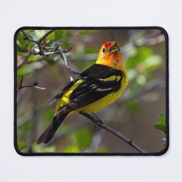 Item preview, Tanager Song designed and sold by DawsonImages.