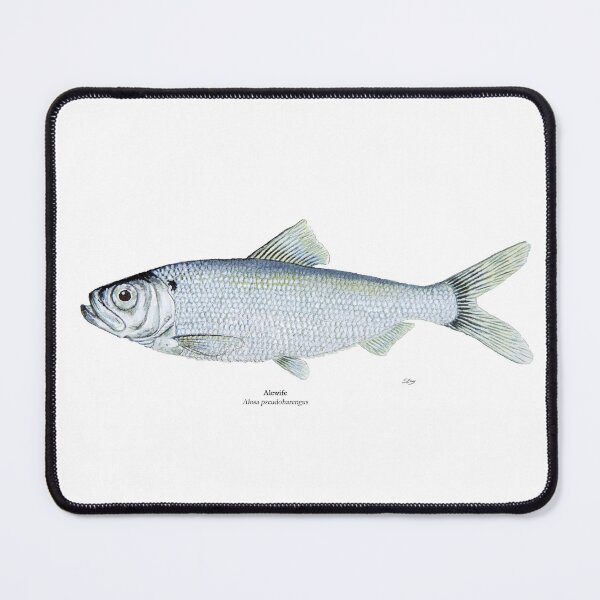Item preview, Alewife Painting designed and sold by Stephen Emms.