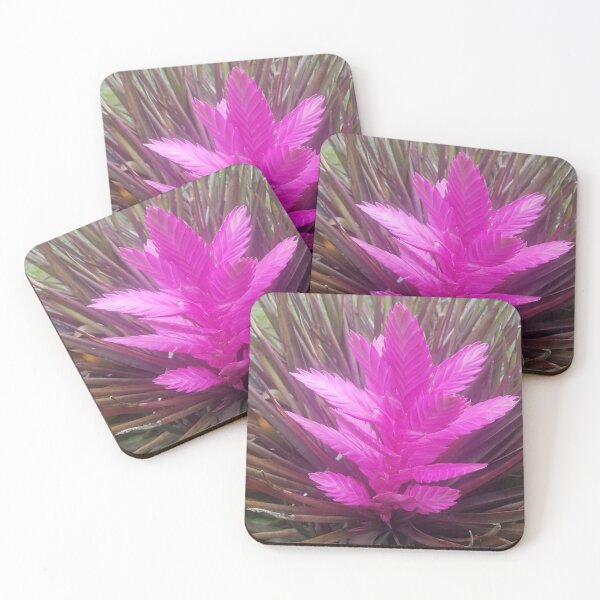 Item preview, pink quill bromeliad flower designed and sold by Lizzilzil.