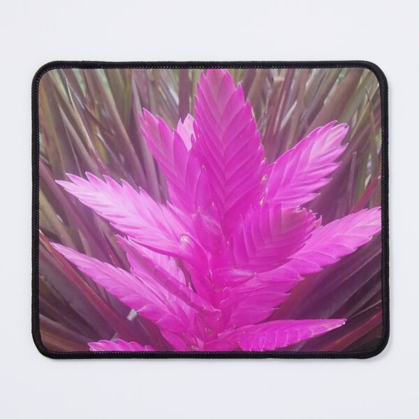 Item preview, pink quill bromeliad flower designed and sold by Lizzilzil.