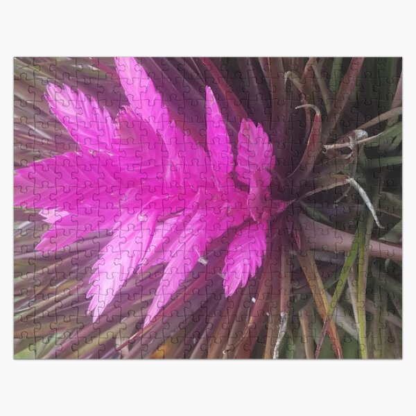 Artikel-Vorschau von rosa Feder Bromelie Blume, designt und verkauft von Lizzilzil.